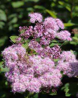 Спирея японская `Оденсала`, Spiraea japonica `Odensala` | СадПарад
